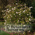 VIBURNUM x burkwoodii  