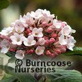 VIBURNUM x burkwoodii 'Anne Russell' 