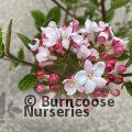 VIBURNUM x burkwoodii 'Mohawk' 