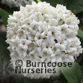 VIBURNUM x carlcephalum  