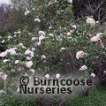 VIBURNUM x carlcephalum  