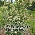 VIBURNUM x hillieri 'Winton' 
