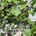 VITIS 'Black Alicante'  