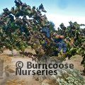 VITIS 'Black Alicante'  