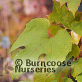 VITIS coignetiae 'Claret Cloak' 