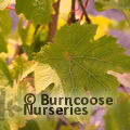 VITIS 'Golden Champion'  