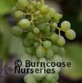 VITIS 'Muscat of Alexandria'  