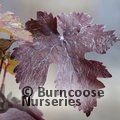 VITIS vinifera 'Purpurea' 