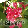 WEIGELA 'Red Prince'  