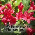 WEIGELA 'Red Prince'  