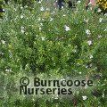 Small image of WESTRINGIA