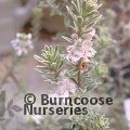 Small image of coastal rosemary