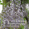 WISTERIA sinensis 'Blue Sapphire' 