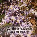 WISTERIA 'Caroline'  