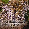 WISTERIA 'Caroline'  