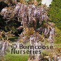 WISTERIA 'Caroline'  