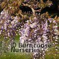 WISTERIA 'Caroline'  