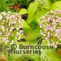 X DIDRANGEA versicolor 'Summer Skies' 