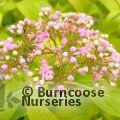X DIDRANGEA versicolor 'Summer Skies' 