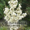 Small image of YUCCA
