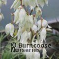 YUCCA filamentosa  