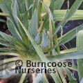 YUCCA filamentosa  