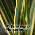 Small image of YUCCA