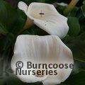 ZANTEDESCHIA aethiopica  