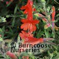 ZAUSCHNERIA californica 'Glasnevin' 