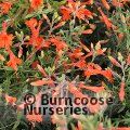 ZAUSCHNERIA californica 'Glasnevin' 