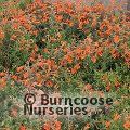 ZAUSCHNERIA californica 'Glasnevin' 