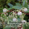 ZENOBIA pulverulenta 'Blue Sky' 