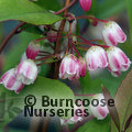 ZENOBIA pulverulenta 'Raspberry Ripple' 
