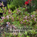 ZENOBIA pulverulenta 'Raspberry Ripple' 