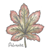 ACER palmatum 'Phoenix' 