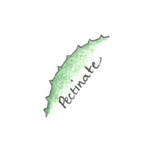 Salix Moupinensis from Burncoose Nurseries