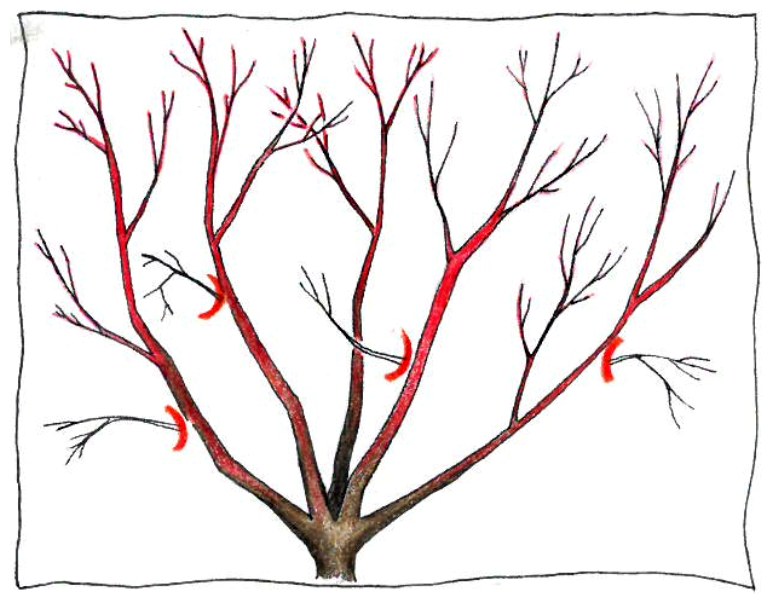 Pruning group 1
