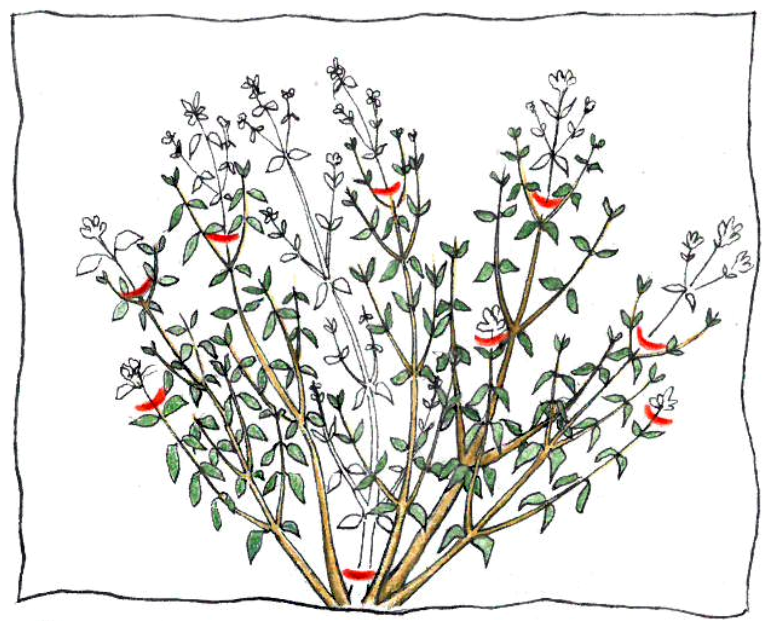 Pruning group 2