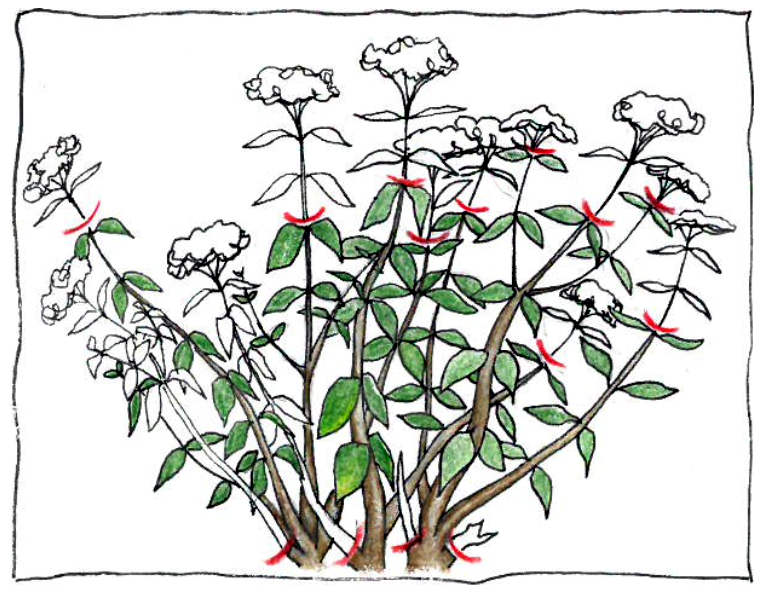 Pruning group 3