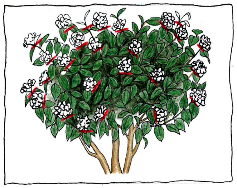 Pieris Forrestii 'Forest Flame' from Burncoose Nurseries