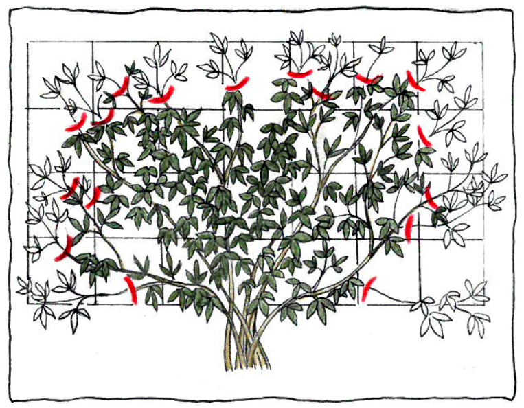 Pruning group 6
