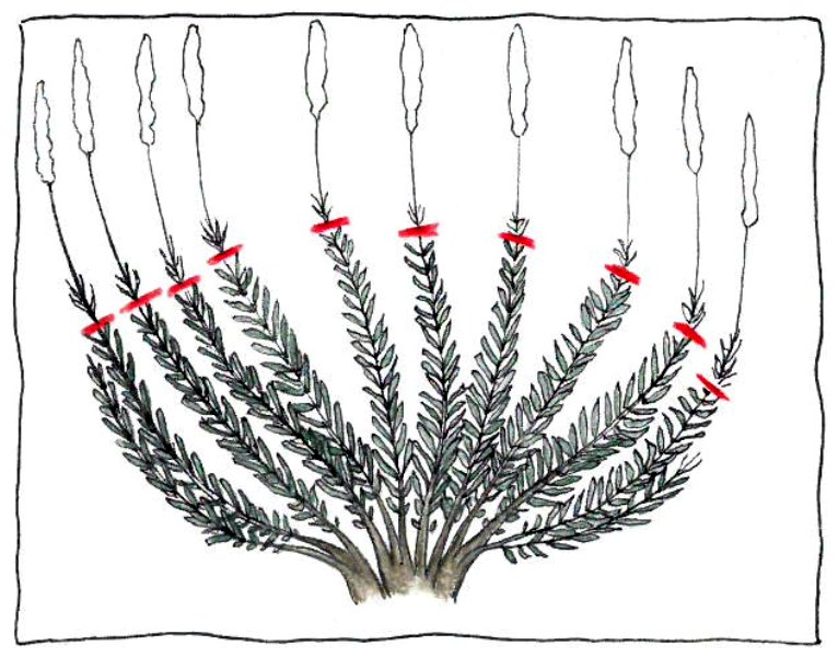 Pruning group 7