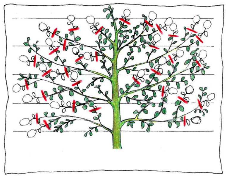 Pruning group 8