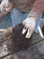 find suitable clump to split