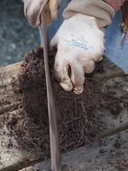 split clump with machete