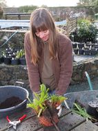 Cut roots and clump with machete