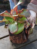 Split with machete or knife