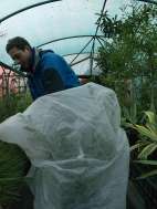 Protecting Ceanothus
