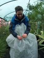Protecting Ceanothus