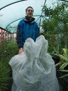 Protecting Ceanothus